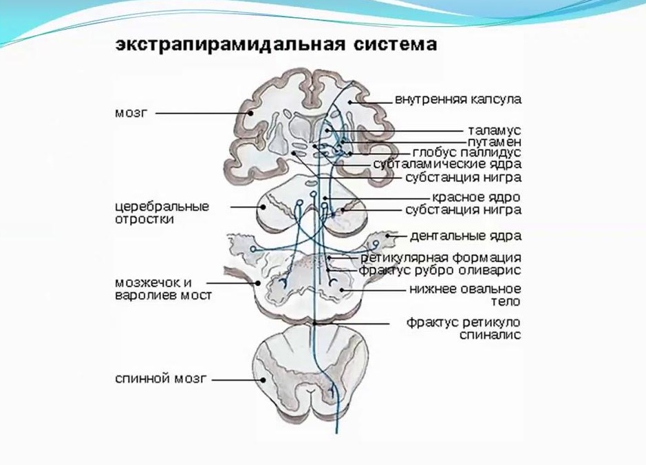 Простая схема мозга с выделенной экстрапирамидной системой